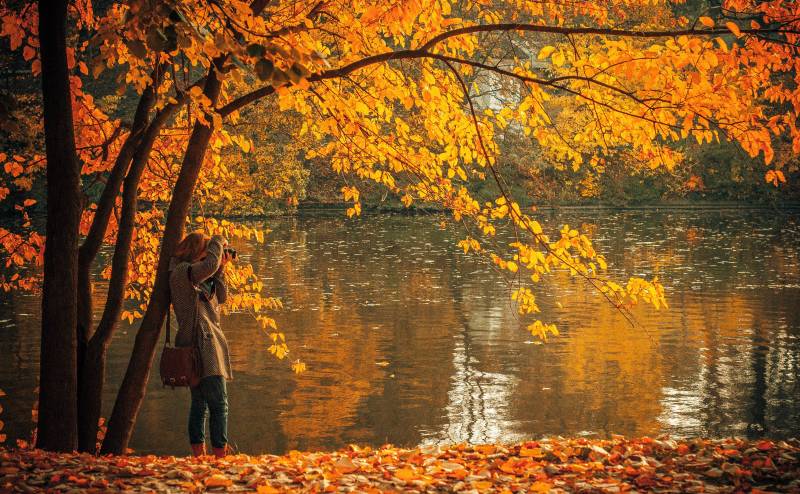 DSLR Kaufberatung Herbstwald